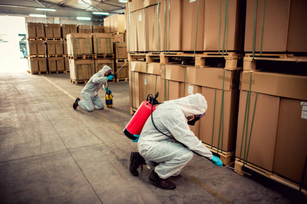 Best Insect Control  in Kurtistown, HI