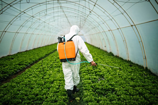 Best Affordable Pest Control Services  in Kurtistown, HI