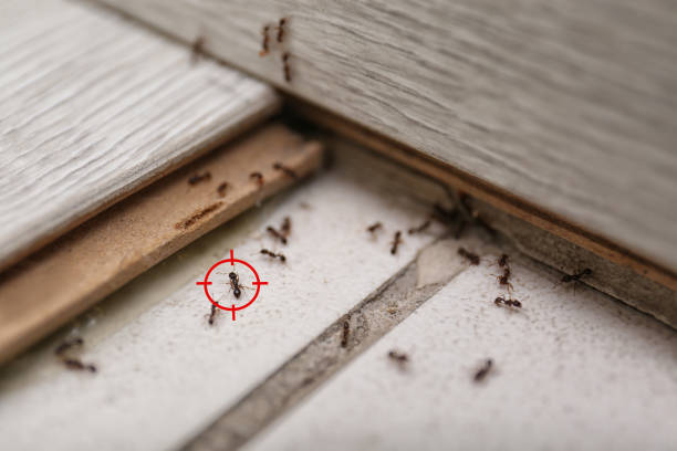 Best Cockroach Control Services  in Kurtistown, HI
