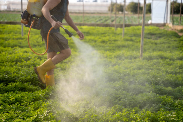 Best Pest Removal Services  in Kurtistown, HI