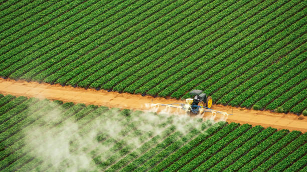 Professional Pest Control in Kurtistown, HI