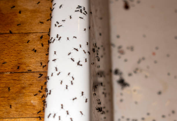 Flea Control Services in Kurtistown, HI