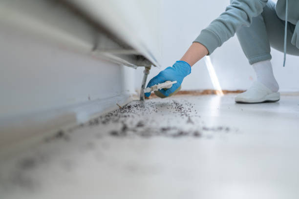 Best Best Pest Control Companies  in Kurtistown, HI