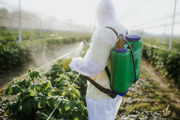 Best Flea Control Services  in Kurtistown, HI